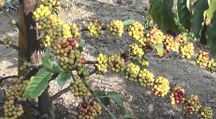 কৃষি বিভাগের উদ্যোগে নরসিংদীতে পরীক্ষামূলক কফি চাষ করে সাফল্য পেয়েছে কৃষক